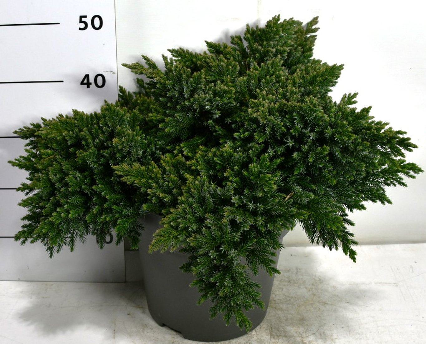 Juniperus squamata 'Blue Star' - C12 50-60 CM